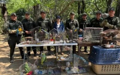 Golpe al tráfico ilegal de fauna. Foto: Cortesia BluRadio