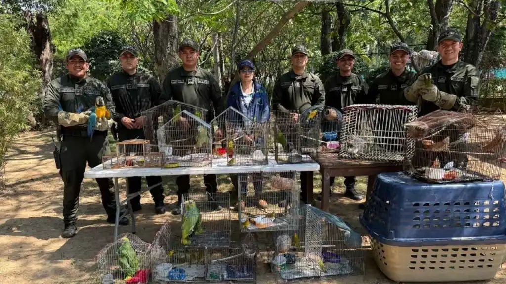 Golpe al tráfico ilegal de fauna. Foto: Cortesia BluRadio