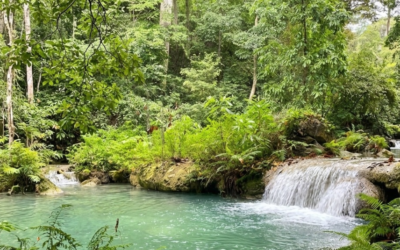 La eliminación del bosque puede reducir las lluvias en un 25 por ciento. Foto: Edwin Caicedo. EL TIEMPO